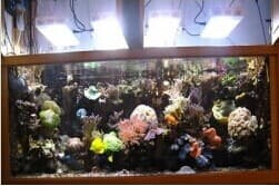 100W LED Aquarium Lights-Seawater-